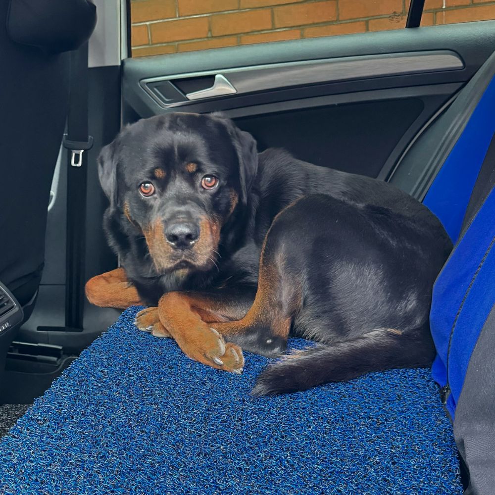 Snug Dog Mats – Durable, All-Weather Pet Comfort