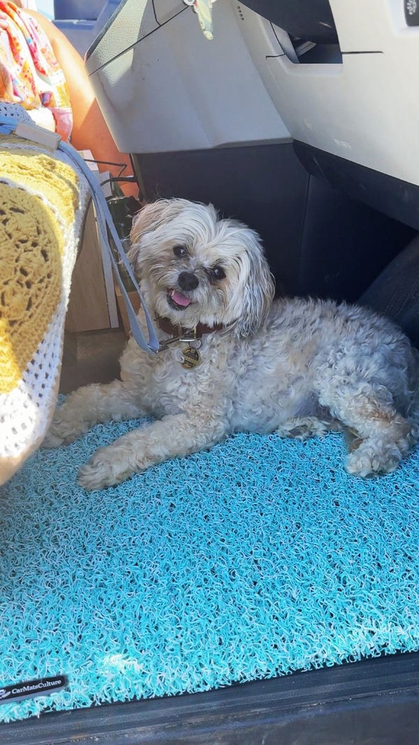 Dog standing on colourful CarMatsCulture Honeycomb Mats in a real vehicle