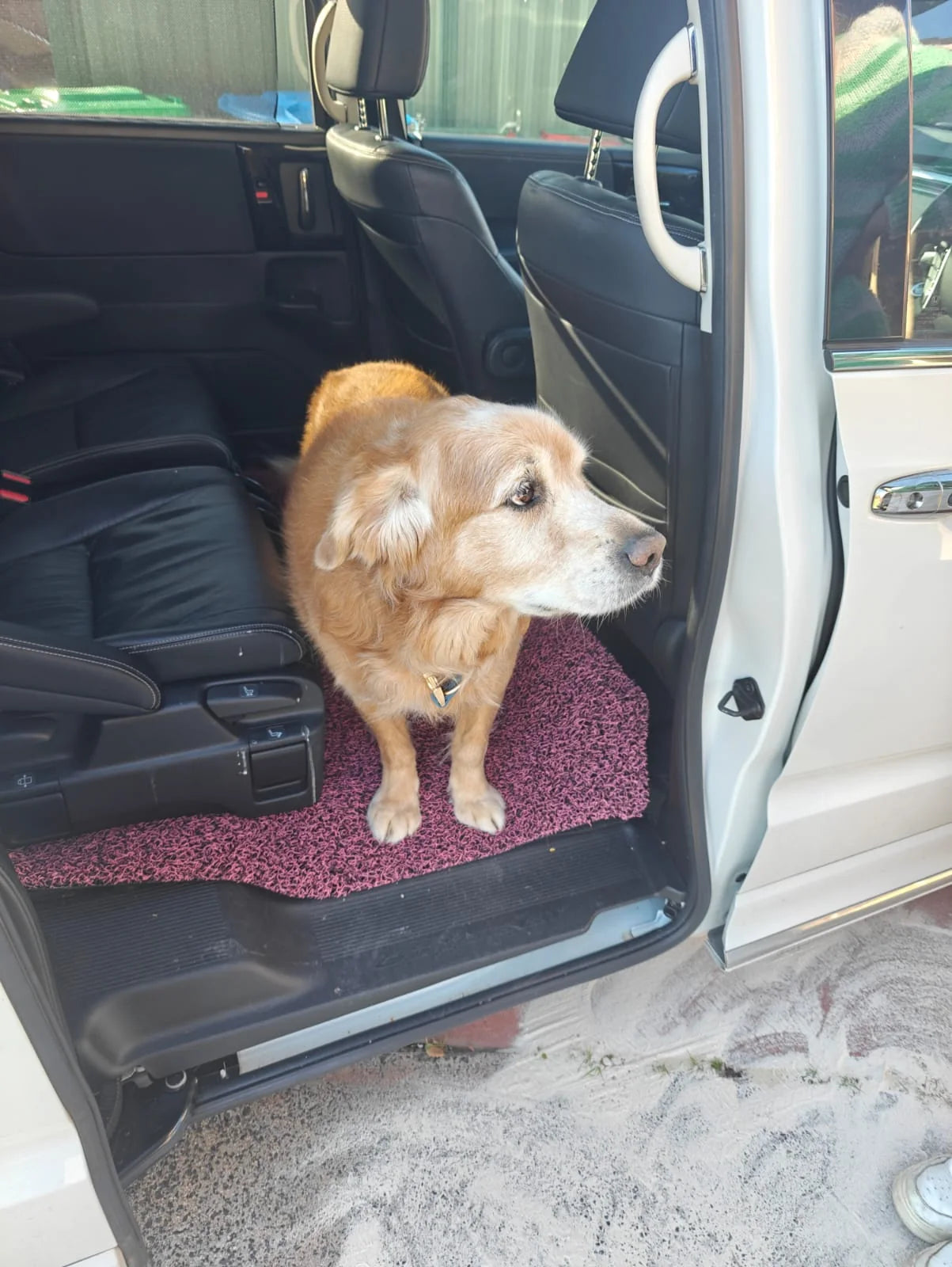 CarMatsCulture mats used for Australian dog adventures